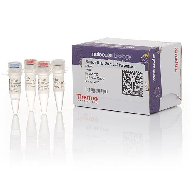 Phusion Hot Start II DNA Polymerase (2 U/µL)
